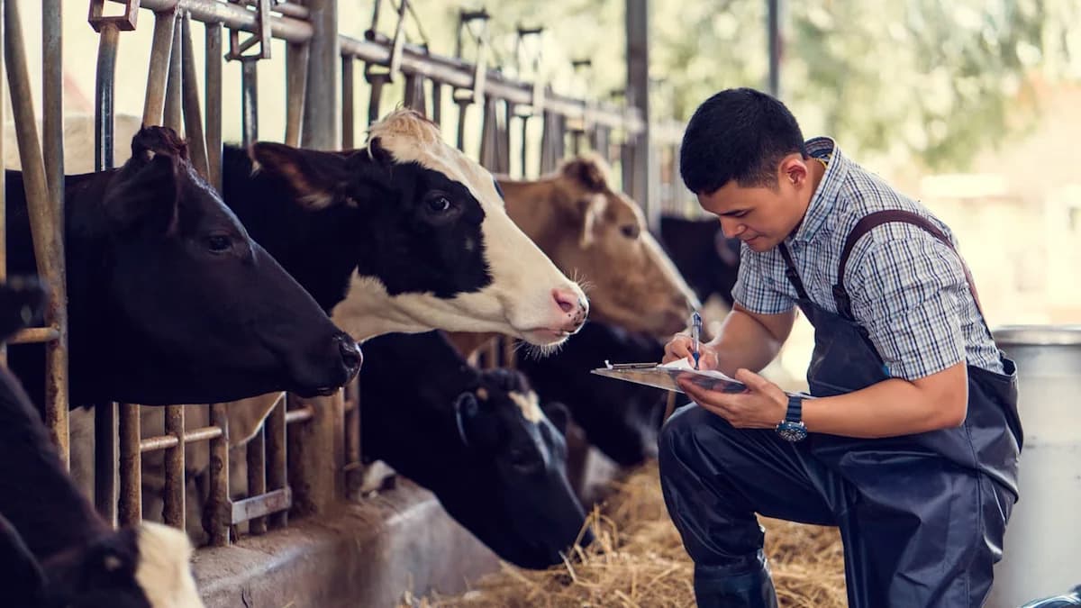 Milk Check to Barn Loan Counts as Income, Farmer Learns